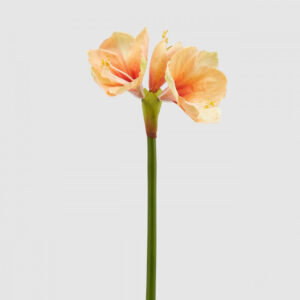 EDG - Amaryllis "Real"