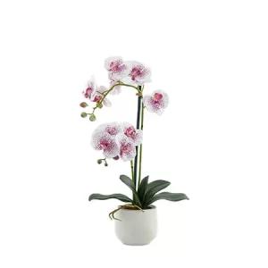 EDG - Pianta orchidea con vaso h.53 fucsia mix