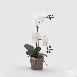 EDG - Orchidea phalaenopsis 2 steli bianca