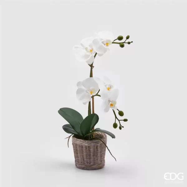 EDG - Orchidea phalaenopsis 2 steli bianca
