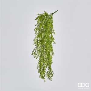 EDG - Lamiacea Chic Cespuglio Cadente H70cm