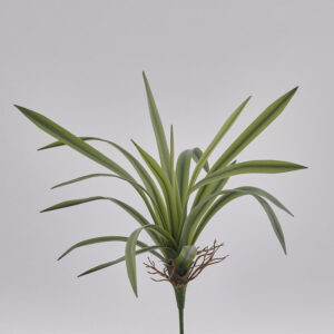 EDG - Falangio real cespuglio h46