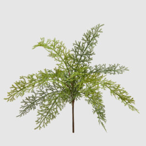 EDG - Felce cespuglio olis