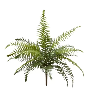 EDG - Felce Cespuglio