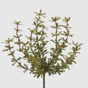 EDG - Pianta artificiale Cespuglio di Portulacca con bacche arancioni