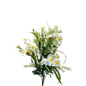 EDG - Margherita di campo cespuglio