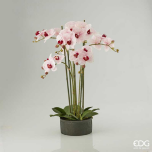EDG - Orchidea Phalaenopsis Real 6 fiori H72 cm Fuxia