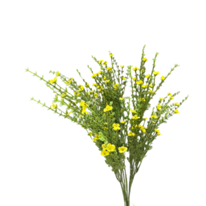 EDG - Ginestra cespuglio giallo