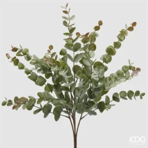 EDG - Eucalipto cespuglio h.50 cm