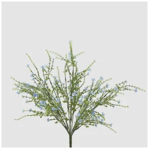 EDG - Ginestra cespuglio Celeste