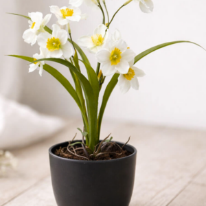 EDG - Narciso bianco con vaso h 34 cm